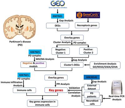 Identification of necroptosis-related genes in Parkinson’s disease by integrated bioinformatics analysis and experimental validation